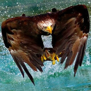 Meet your Posher, Stephen